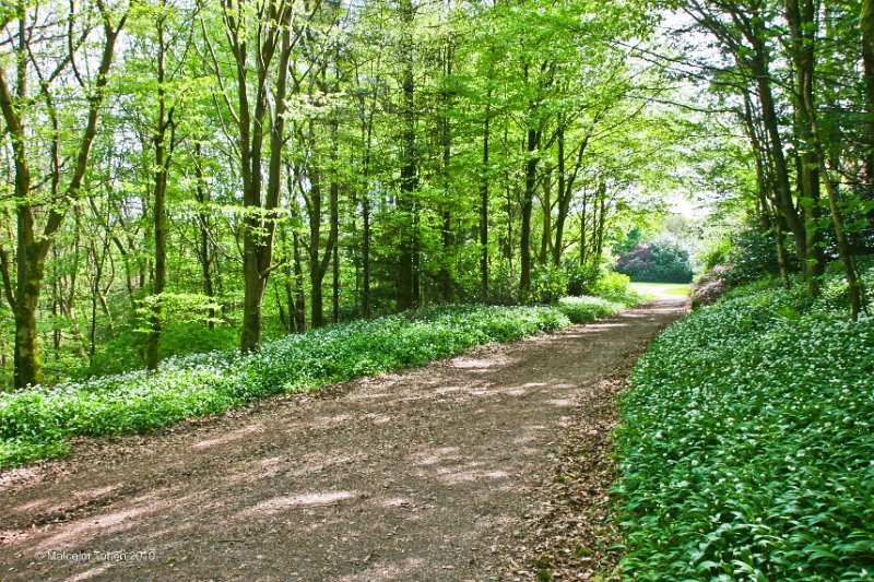 6. Rossmore in Spring - Wild garlic by the pathway..jpg